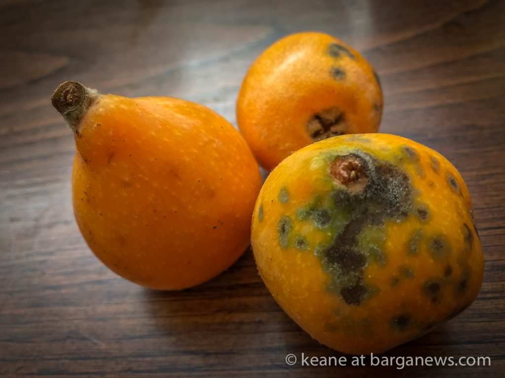 Daily image 11th June 2019