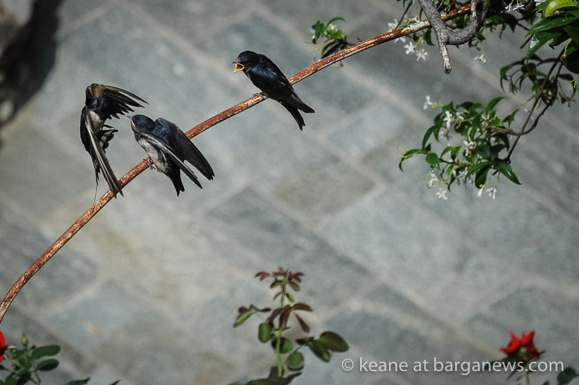 Young swallows take their first flying lessons