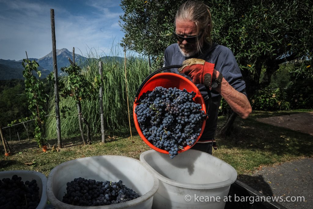 Vendemmia 2019 – the grape picking starts