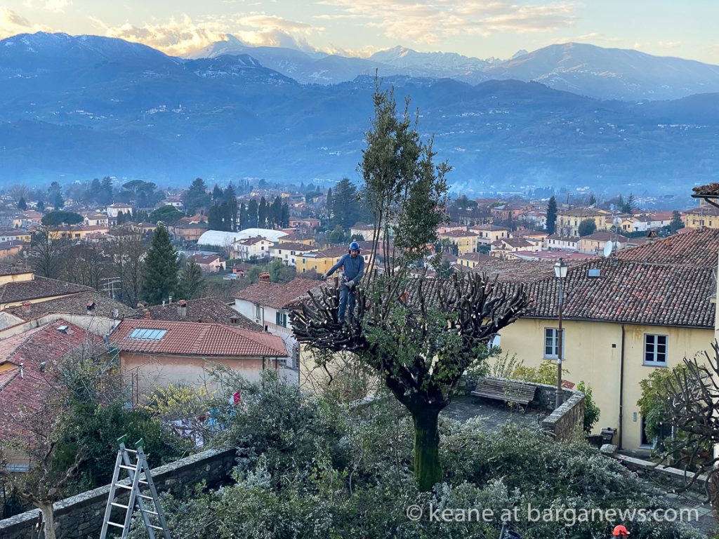 Tree trimming at the Duomo
