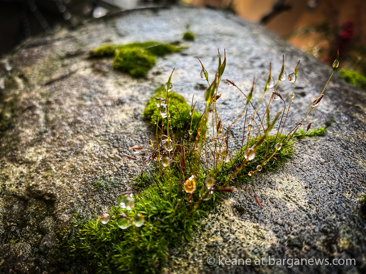 Daily Image – 1st February 2020