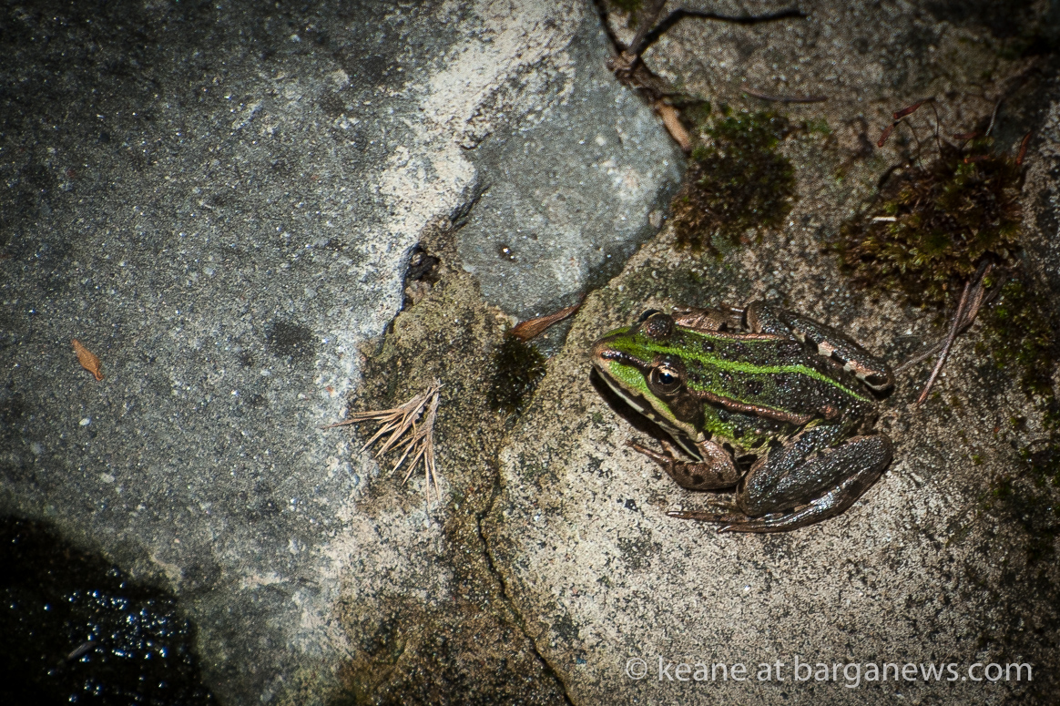 The frogs in Parco Bruno Buozzi