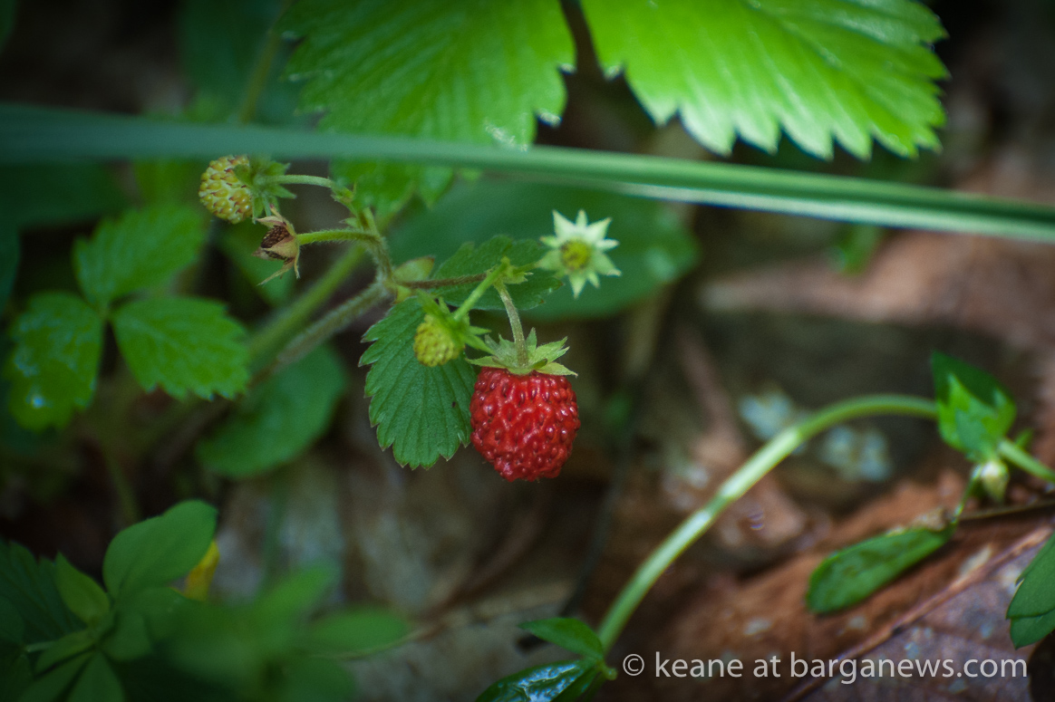 Daily Image – 15th May 2020