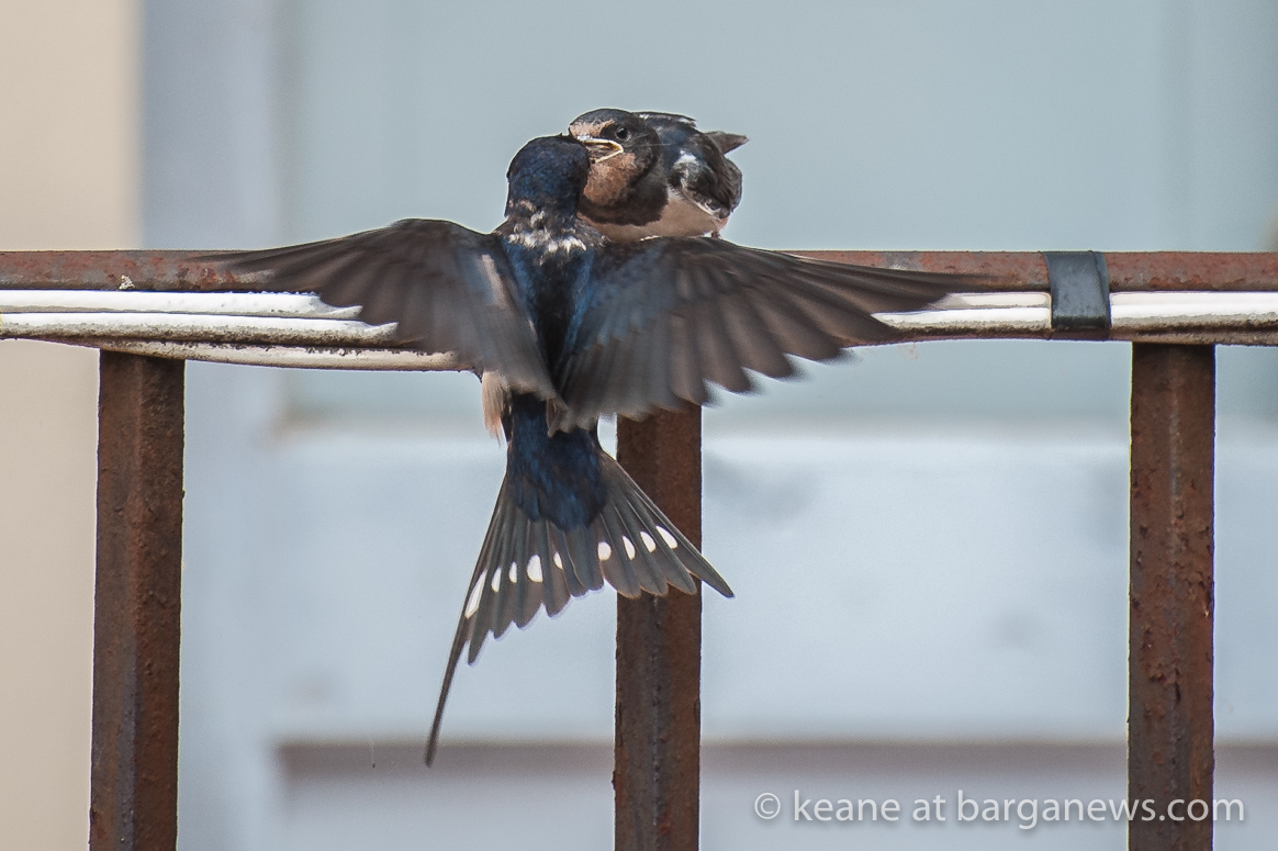 Video – House Martins building nest in Barga