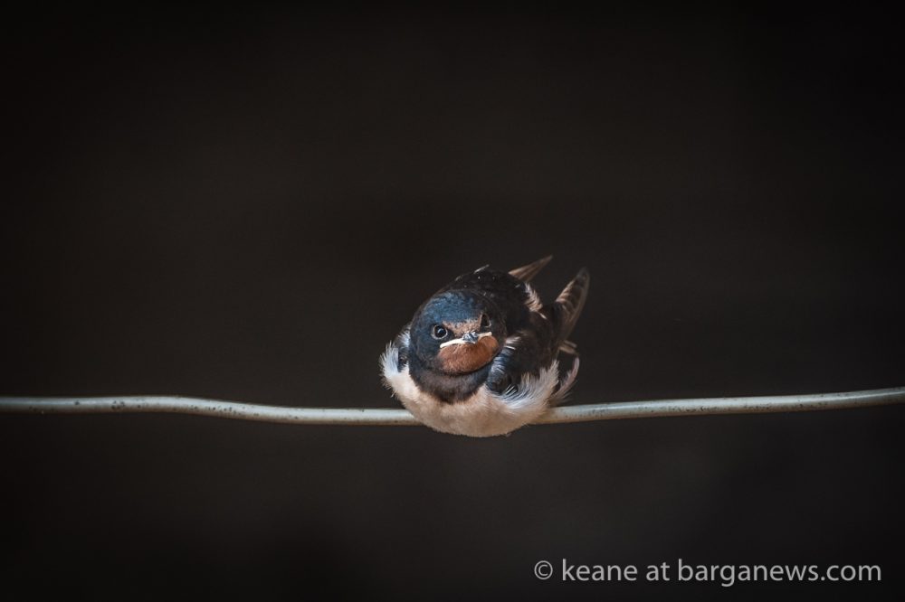 images from barga -2443