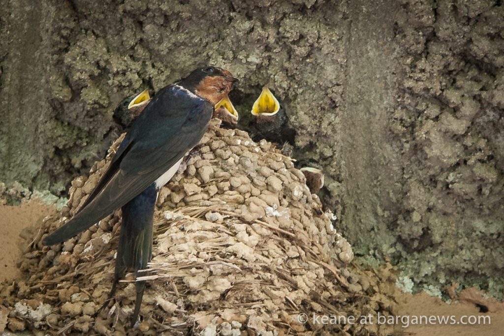 Daily Image 9th June 2020