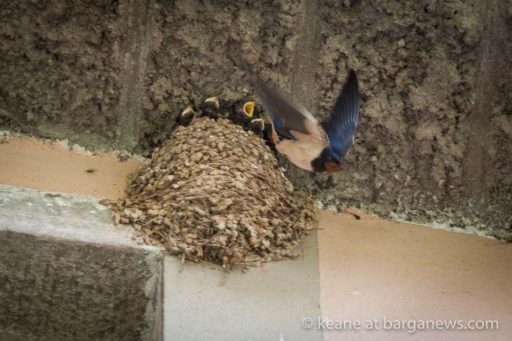 images from barga -3147