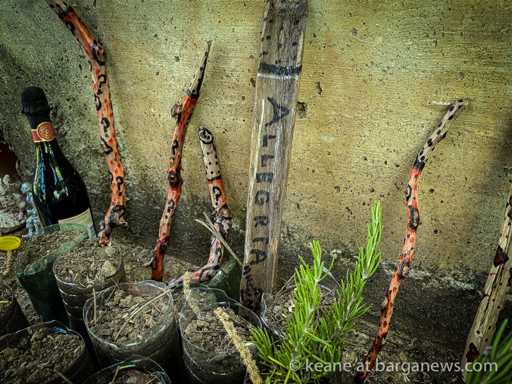 images from barga -4903