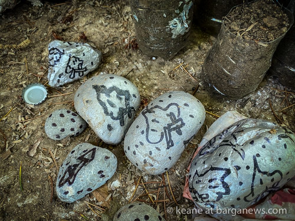 images from barga -4904