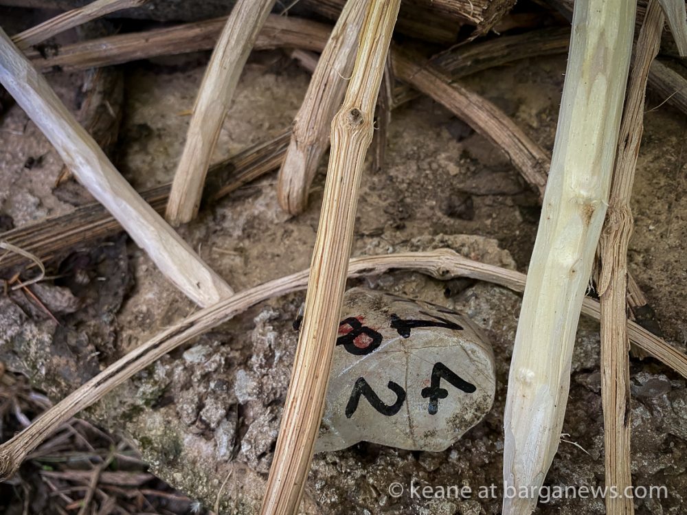 images from barga -10846