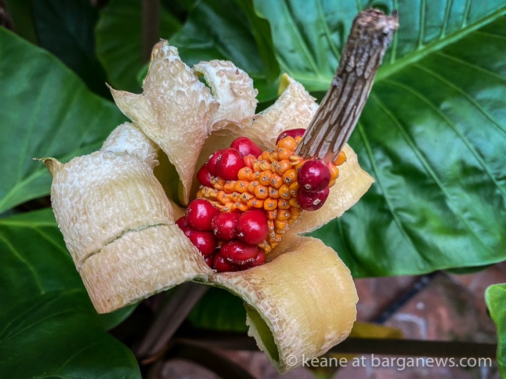 Daily Image from BARGA 2nd November 2020