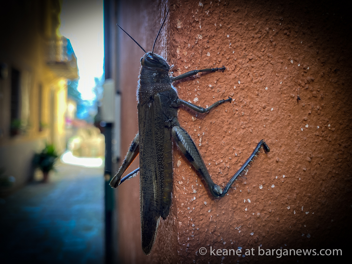 Daily Image from BARGA 9th November 2020