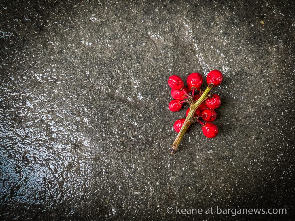 Daily Image from BARGA 29th December 2020