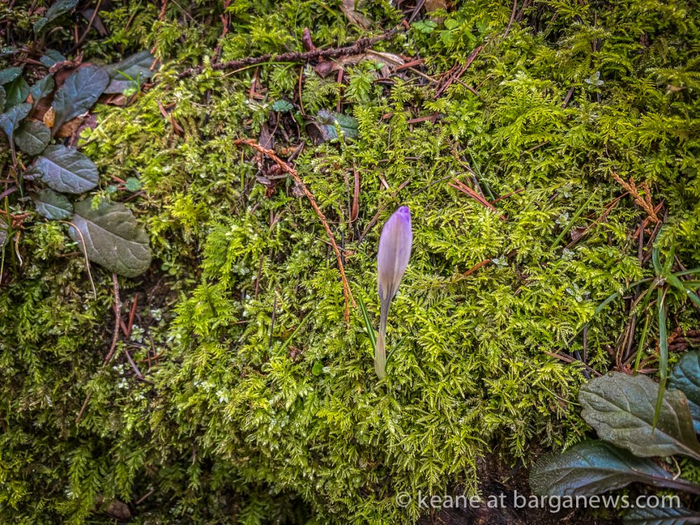images from barga -19761
