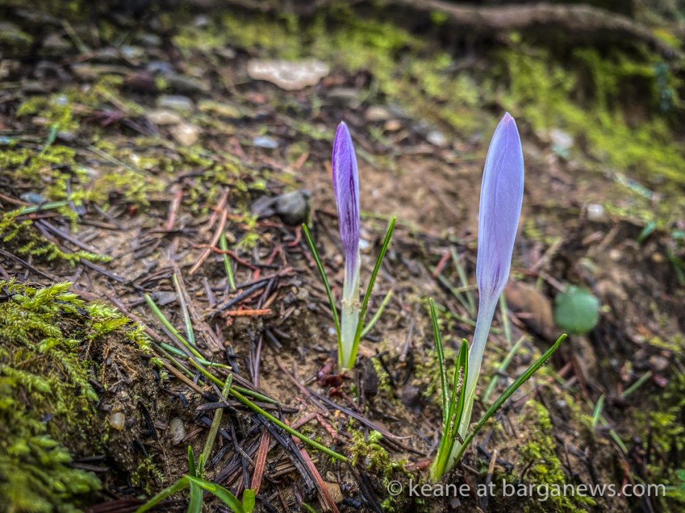 images from barga -19763