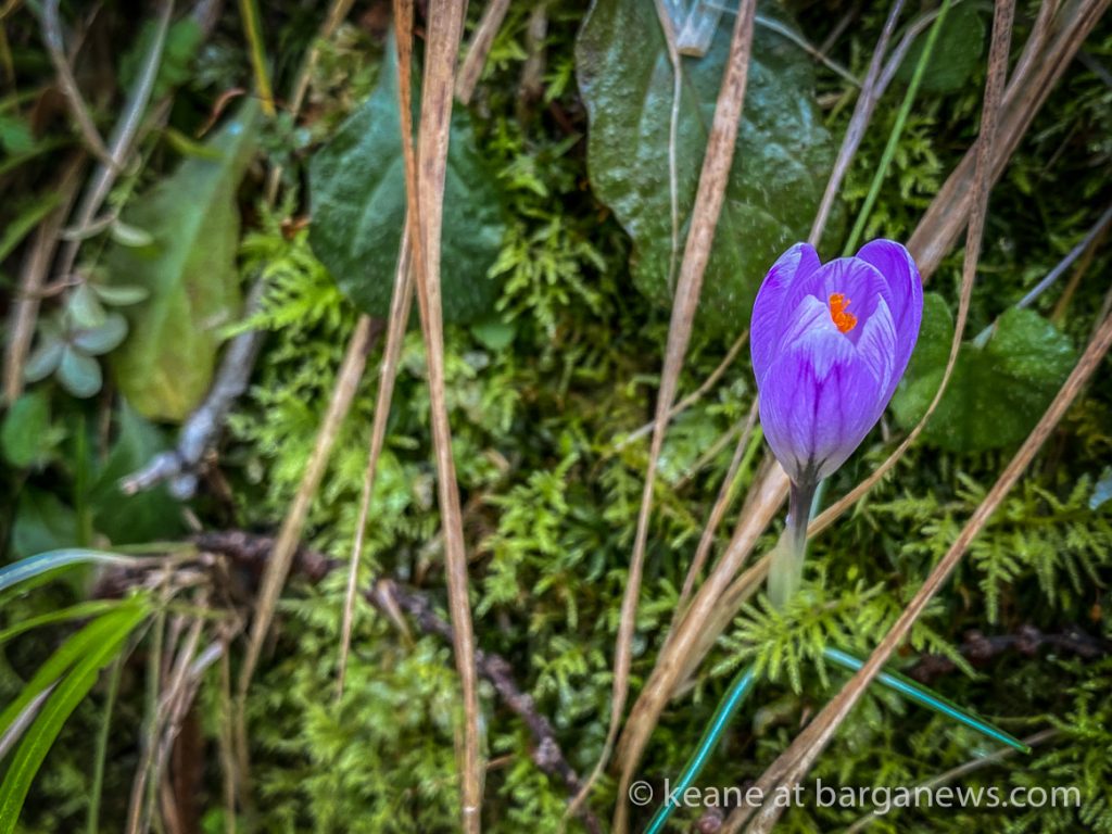 Spring flowers in early February ?