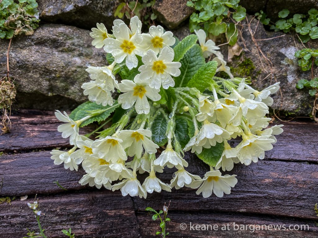 Daily Image from BARGA 12th March 2021