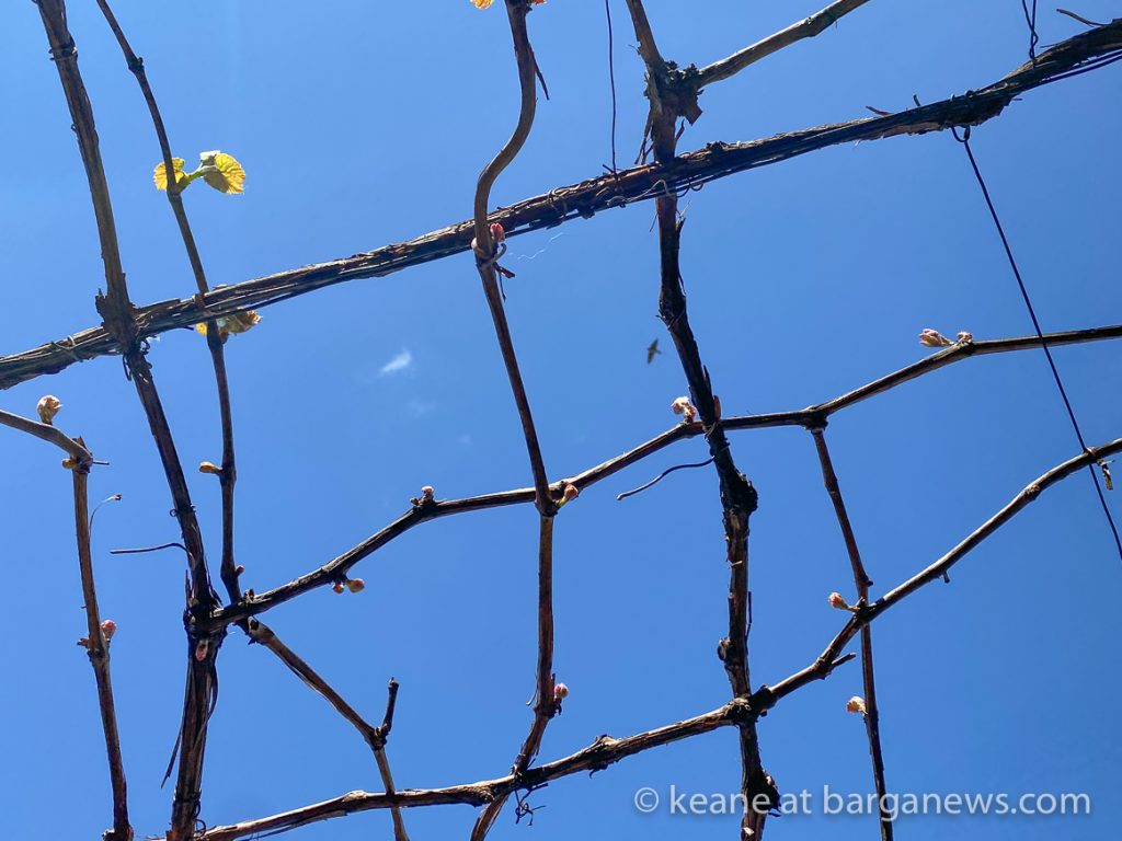 Daily Image from BARGA 16th April 2021