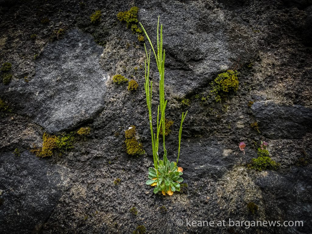 Daily Image from BARGA 27th April 2021