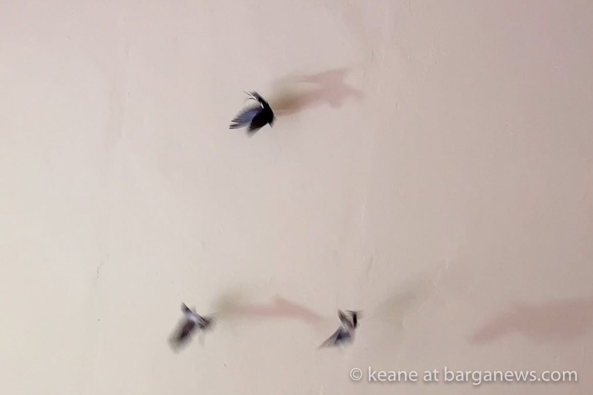 images from barga -51