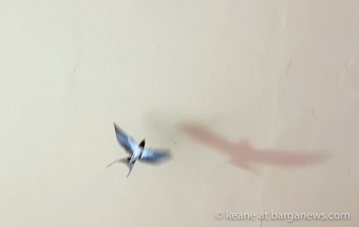 images from barga -54-2