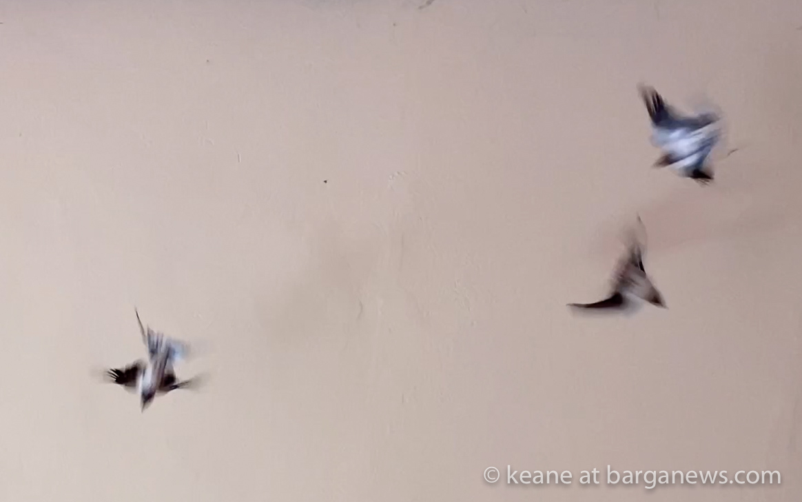 images from barga -54