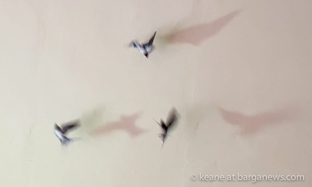 Swallows and their shadows