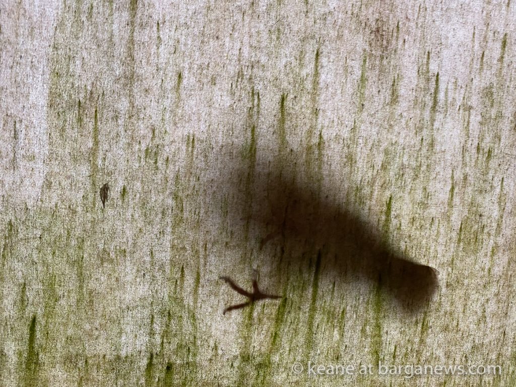 Daily Image from BARGA 22nd May 2021