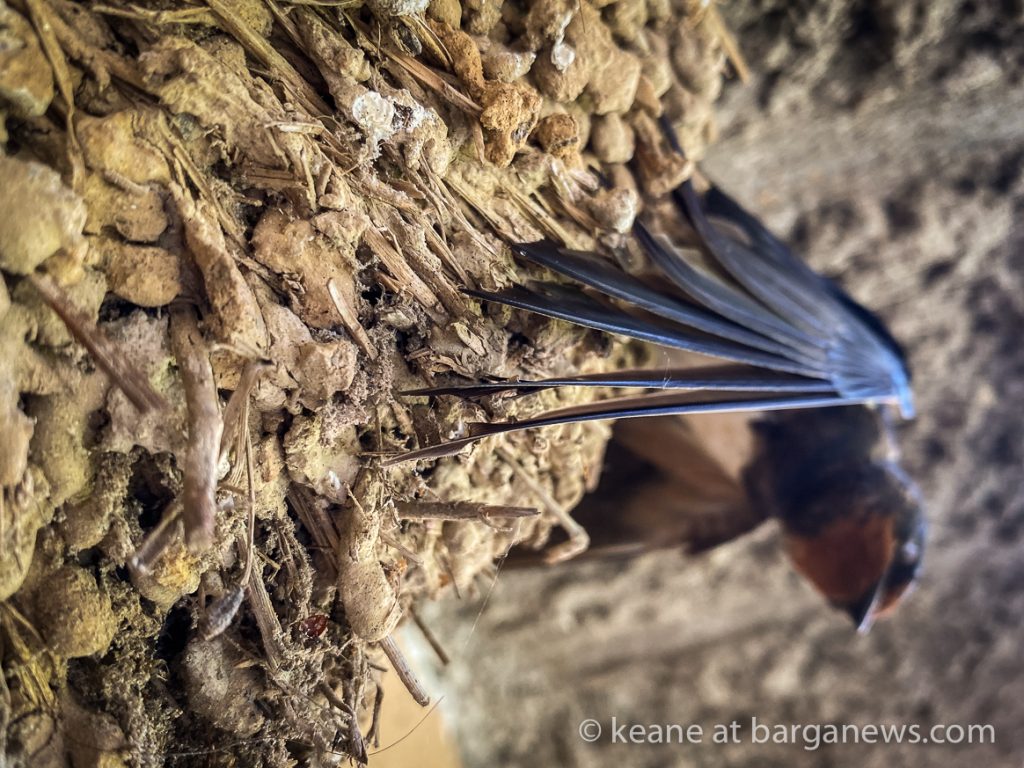 Daily Image from BARGA 26th May 2021