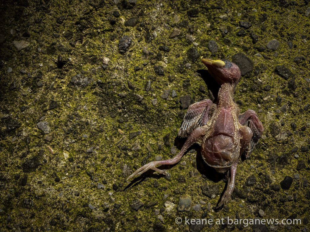 Daily Image from BARGA 29th May 2021