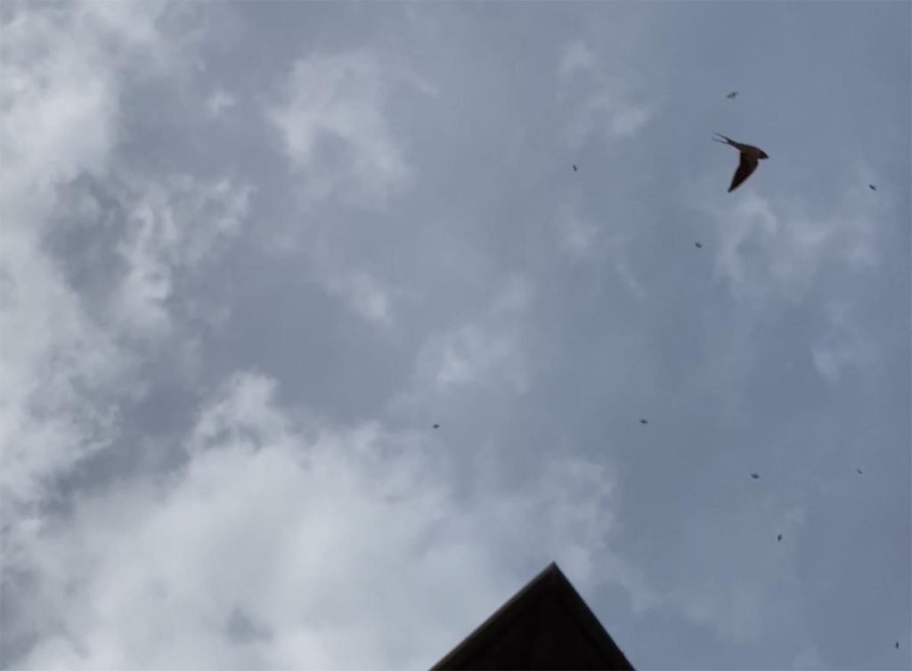 Swallows flying high in sky above Barga
