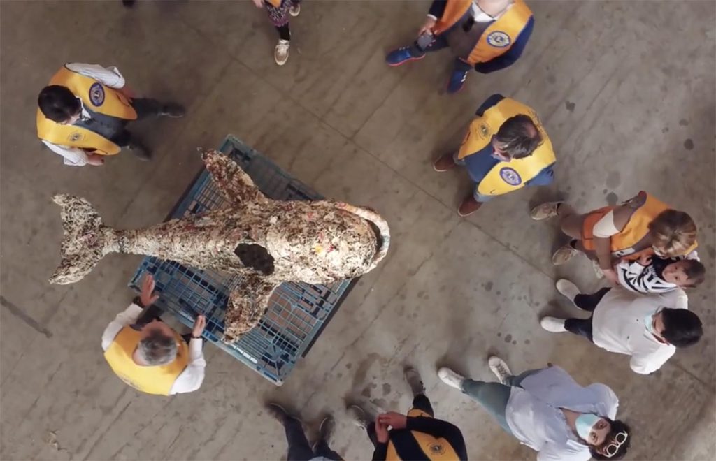 A whale in Garfagnana