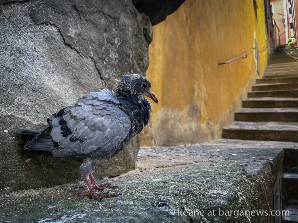 Daily Image from BARGA 17th June 2021