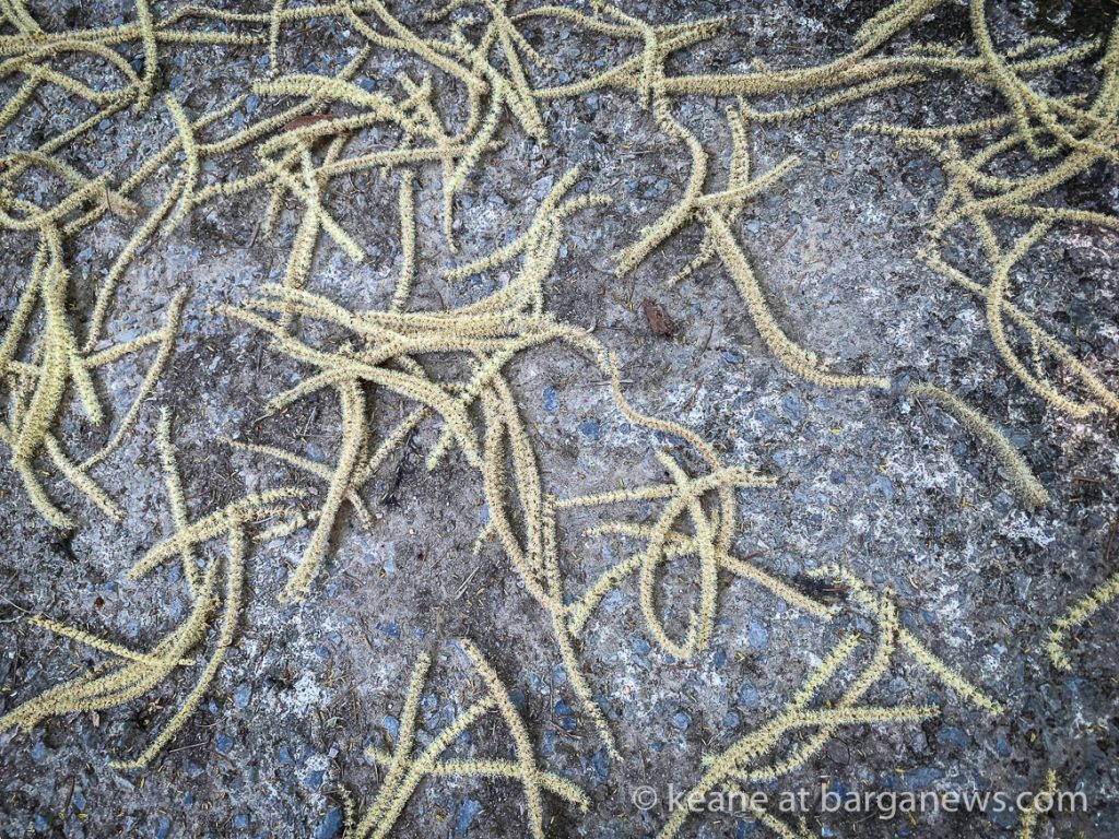 Daily Image from BARGA 30th June 2021