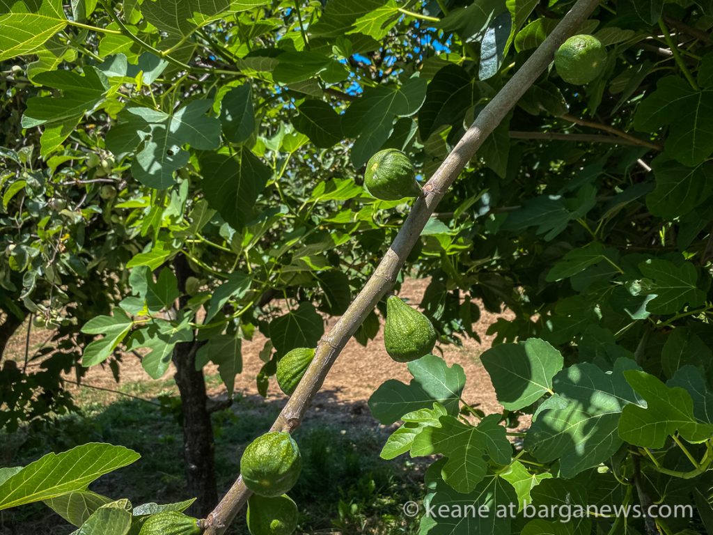 Daily Image from BARGA 2nd July 2021