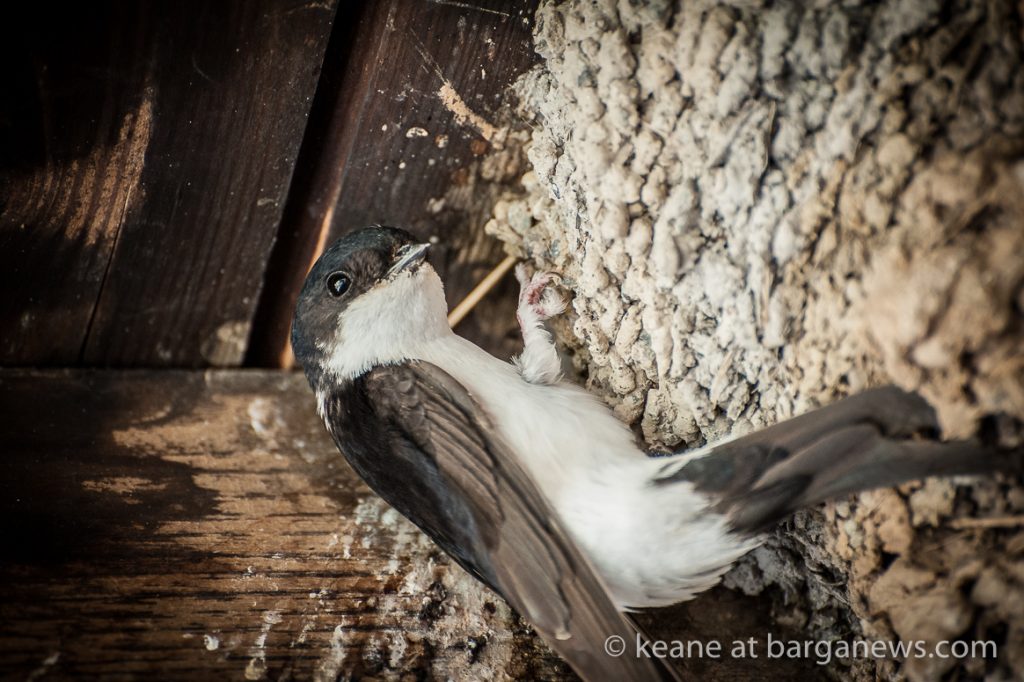 Daily Image from BARGA 7th July 2021