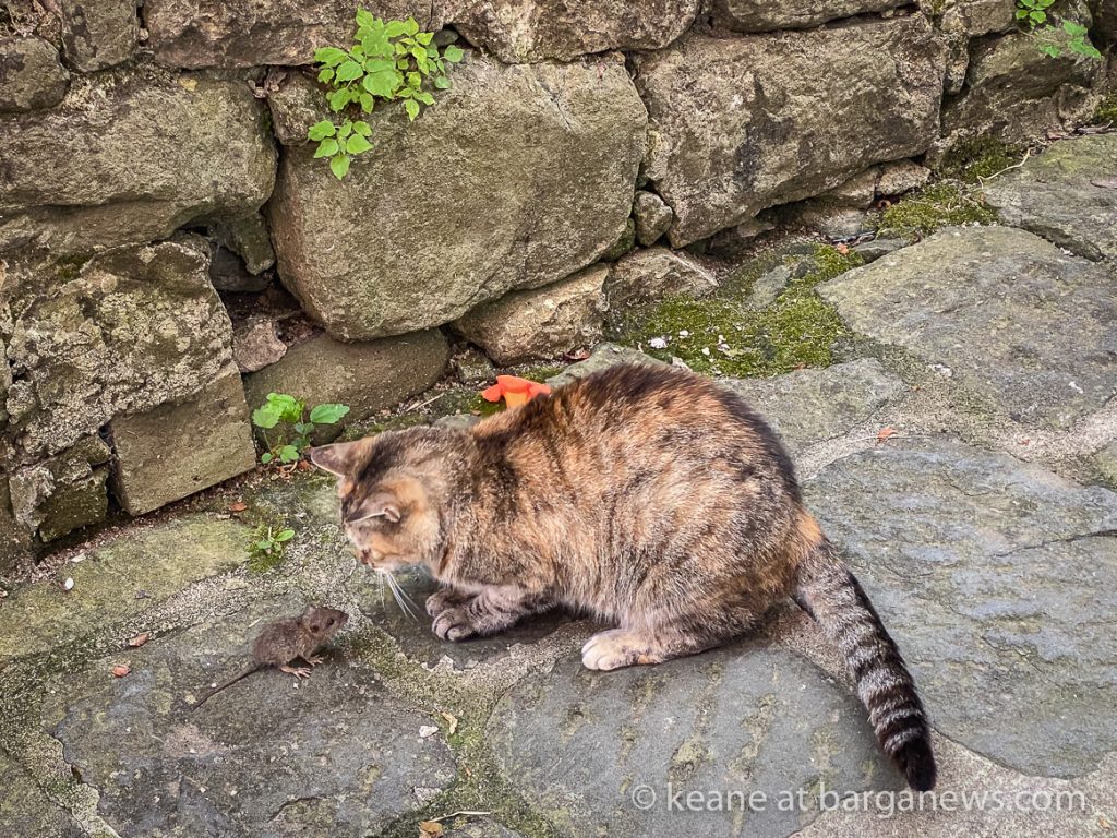 Adult cat and tiny rat meeting in Barga Vecchia