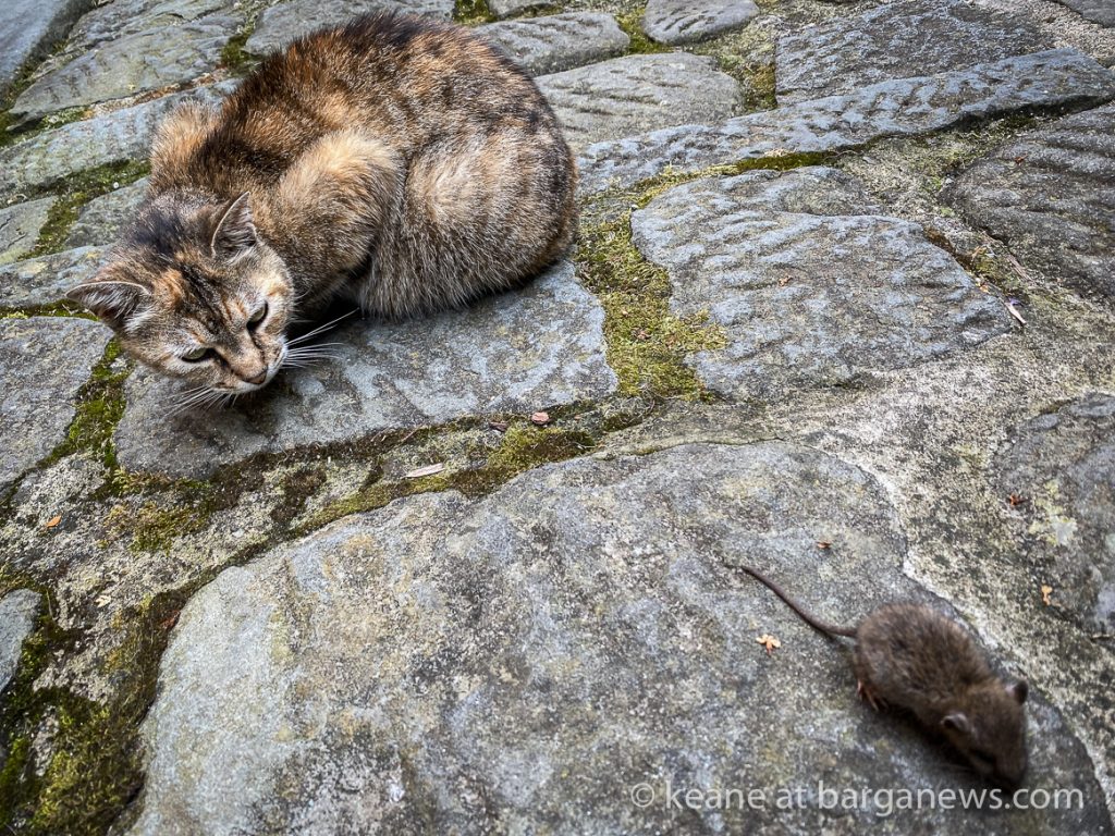 Daily Image from BARGA 18th July 2021