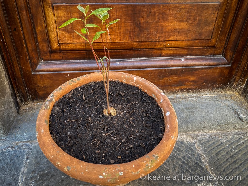 Daily Image from BARGA 2nd August 2021