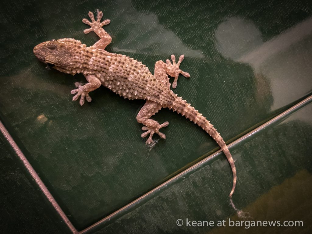 Daily Image from BARGA 5th August 2021