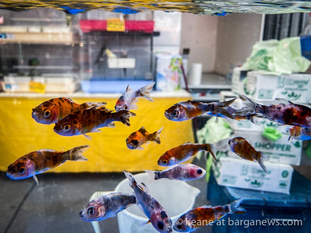 images from barga -28512