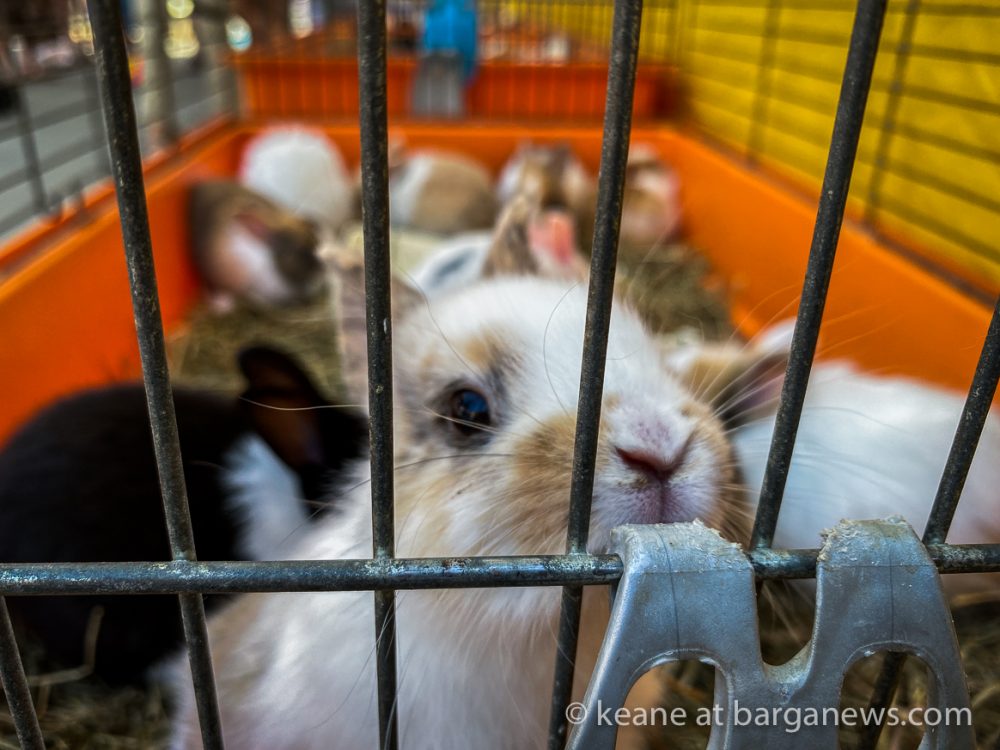 images from barga -28513