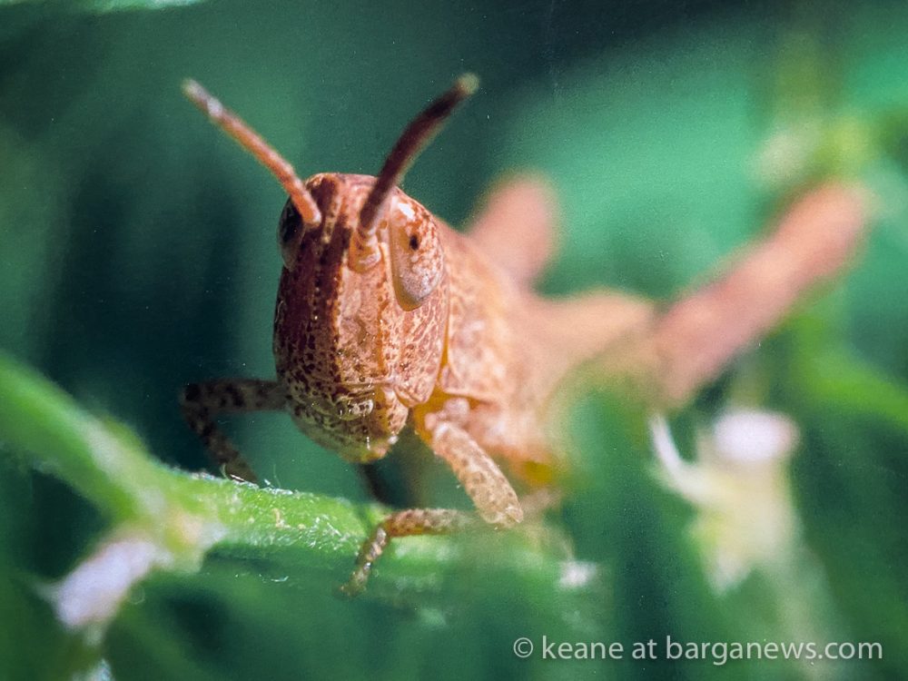 images from barga -29076