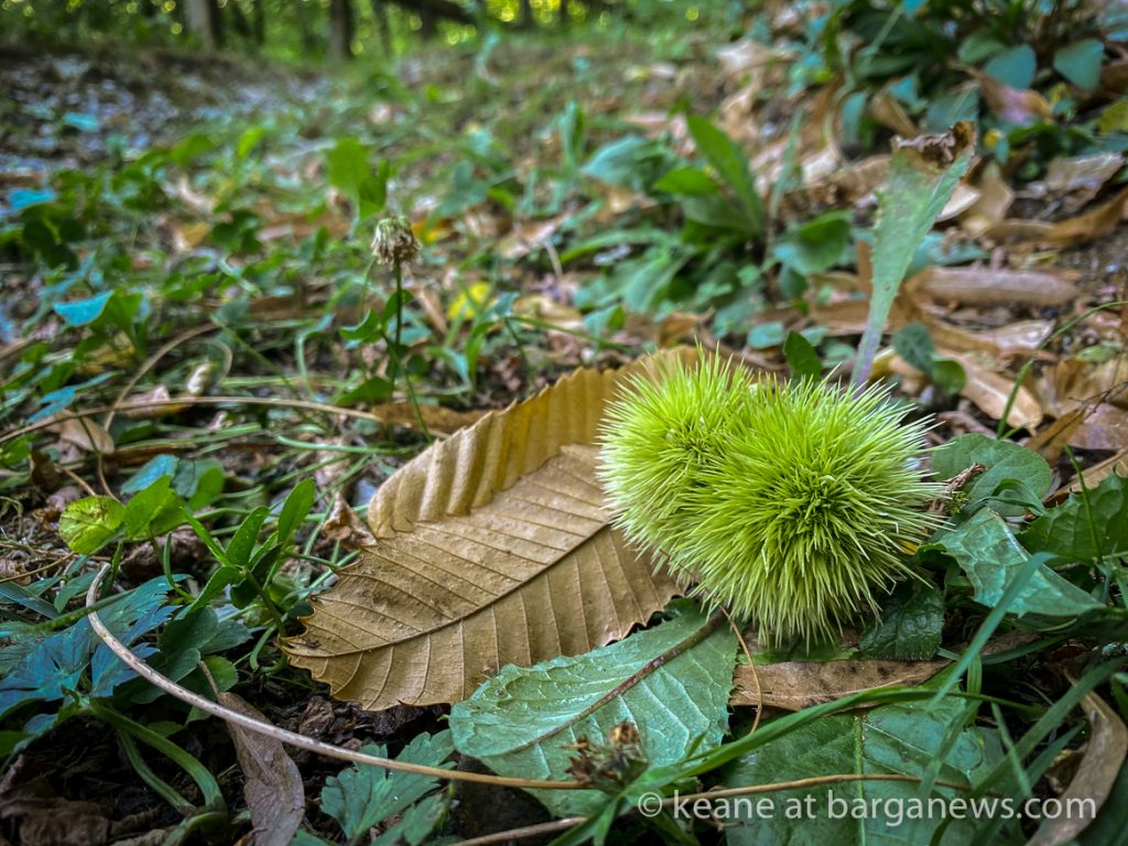 Daily Image from BARGA 28th August 2021