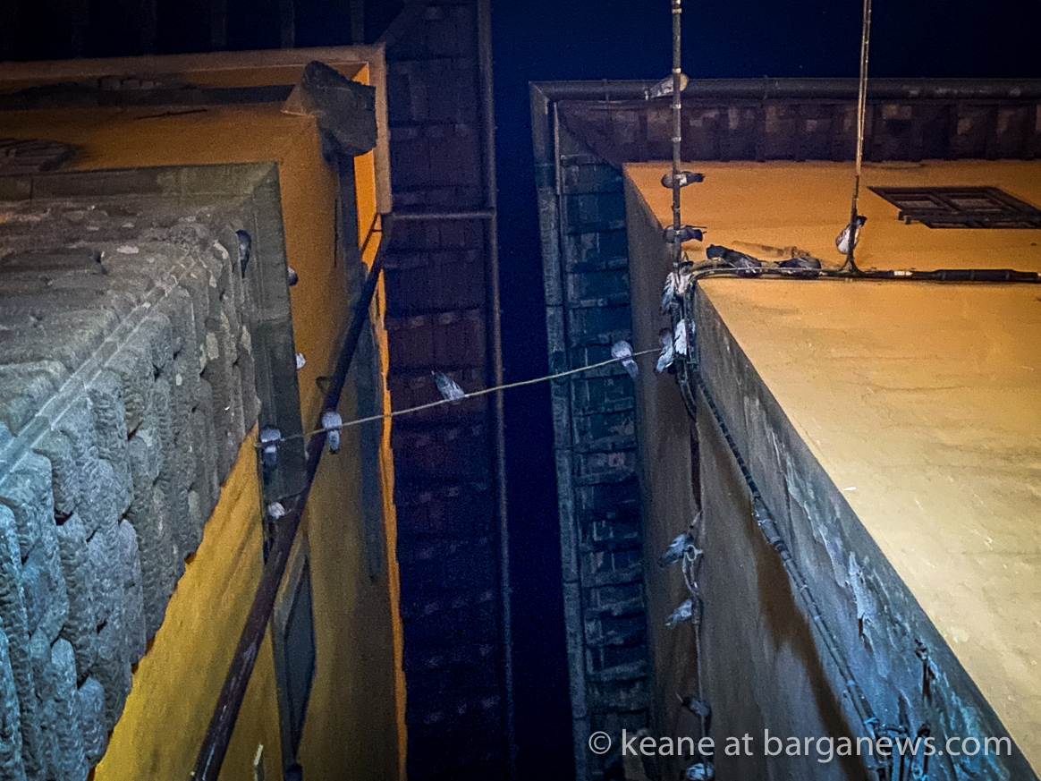 The problem of pigeons in Barga Vecchia