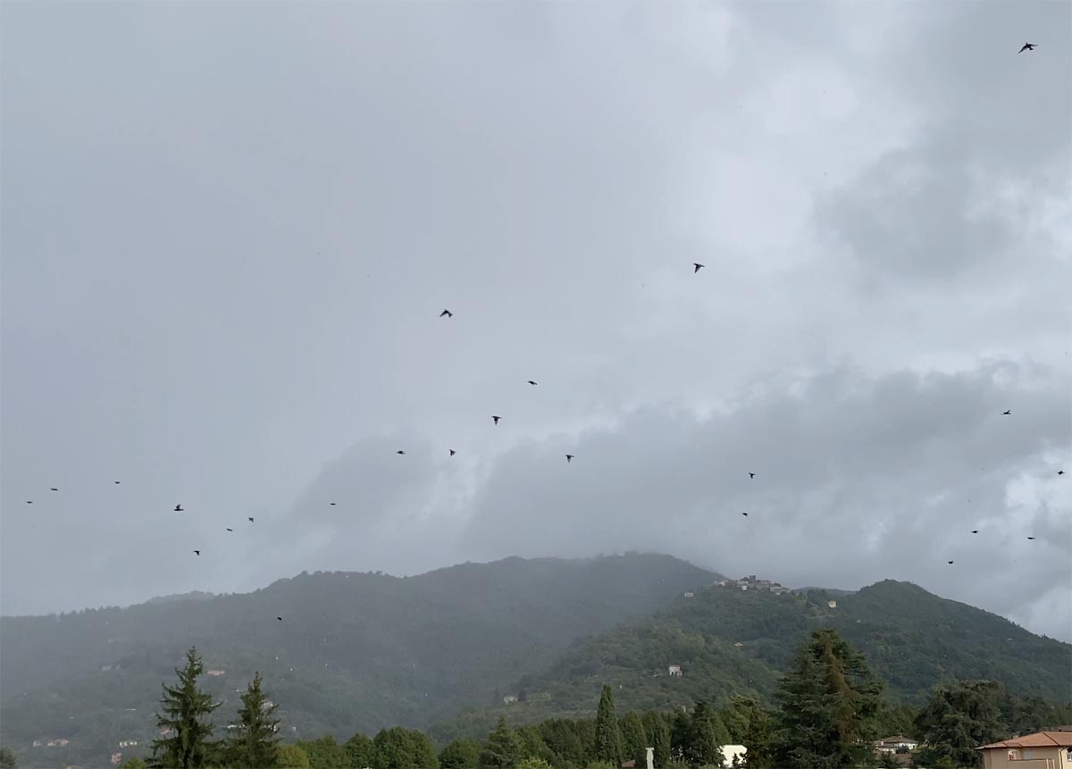 Birds flocking together ready to migrate