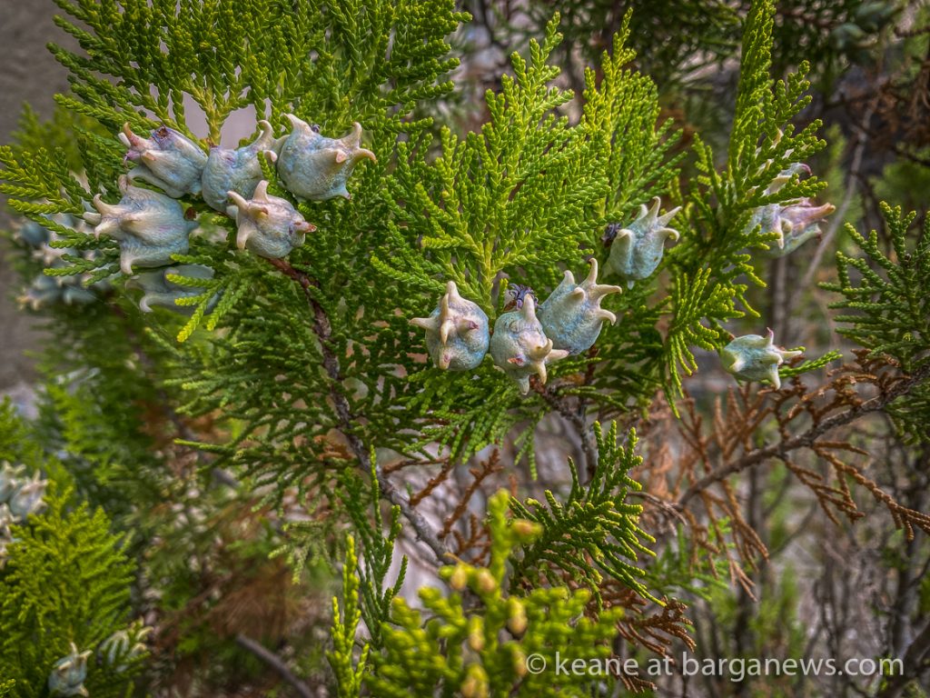 Daily Image from BARGA 24th October 2021