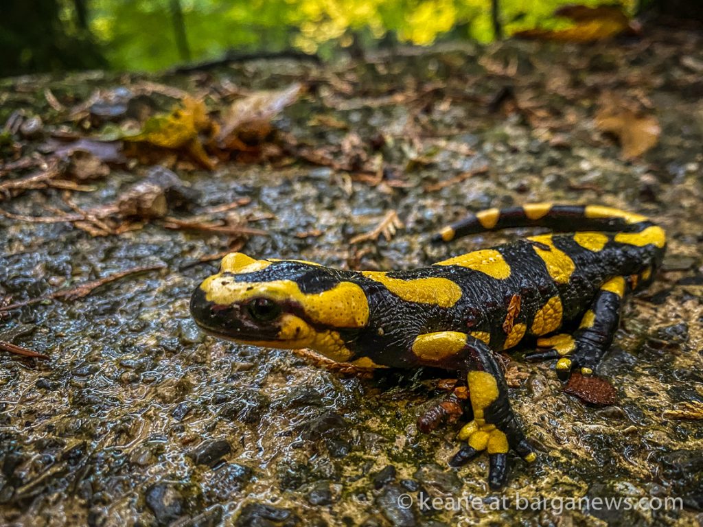 Salamander – perfect autumn camouflage