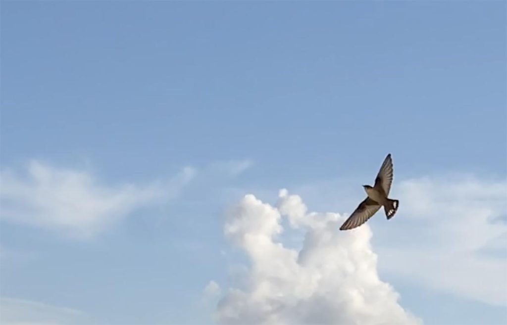 Swallows preparing to migrate south