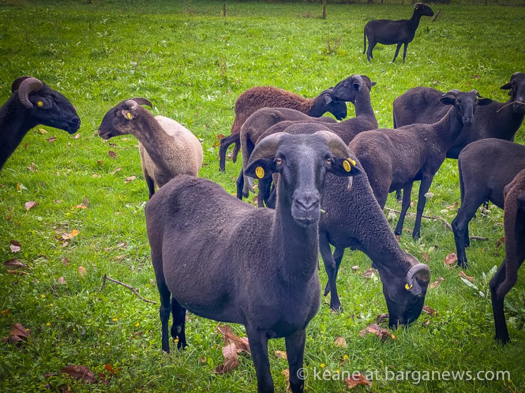 Herd of black sheep grazing outside Barga
